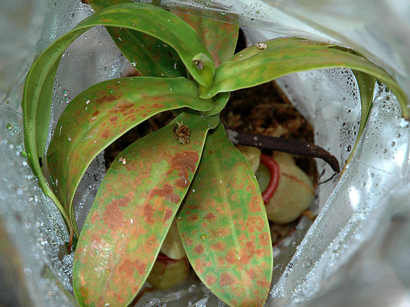 «ö¦¹¦b·sµøµ¡ÂsÄý¹Ï¤ù