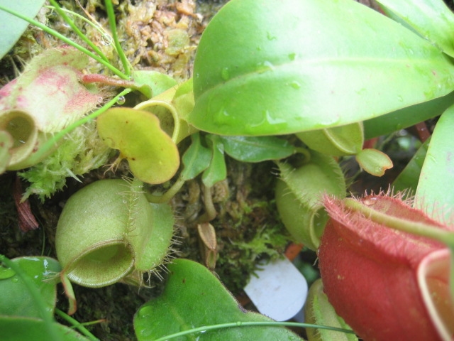 «ö¦¹¦b·sµøµ¡ÂsÄý¹Ï¤ù