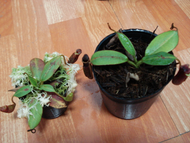 «ö¦¹¦b·sµøµ¡ÂsÄý¹Ï¤ù