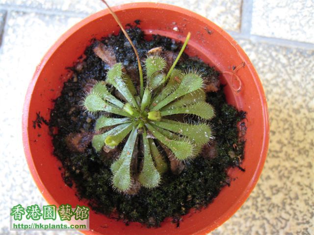 «ö¦¹¦b·sµøµ¡ÂsÄý¹Ï¤ù