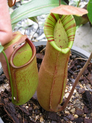 «ö¦¹¦b·sµøµ¡ÂsÄý¹Ï¤ù