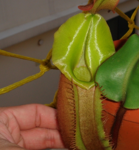 «ö¦¹¦b·sµøµ¡ÂsÄý¹Ï¤ù