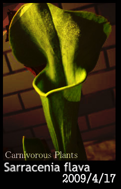 «ö¦¹¦b·sµøµ¡ÂsÄý¹Ï¤ù