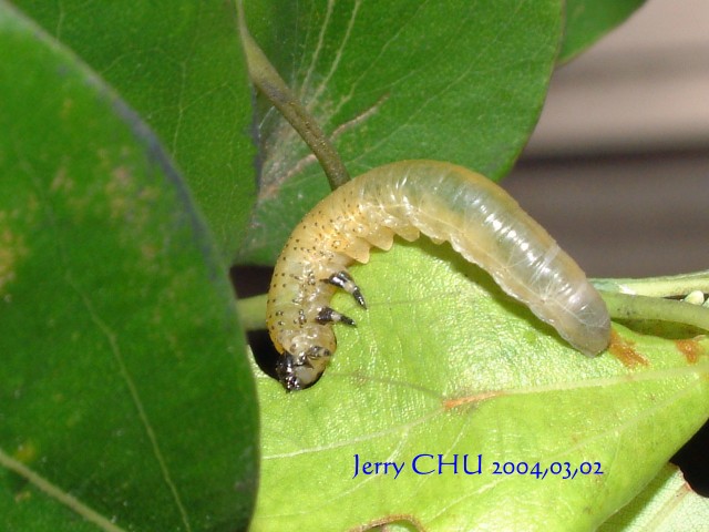 按此在新視窗瀏覽圖片