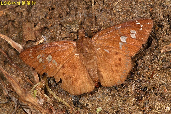 按此在新視窗瀏覽圖片