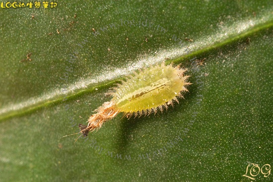 按此在新視窗瀏覽圖片