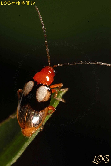 按此在新視窗瀏覽圖片