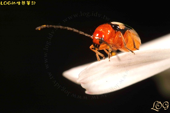 按此在新視窗瀏覽圖片