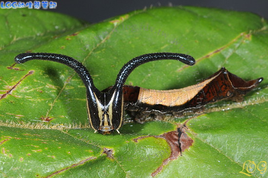 «ö¦¹¦b·sµøµ¡ÂsÄý¹Ï¤ù