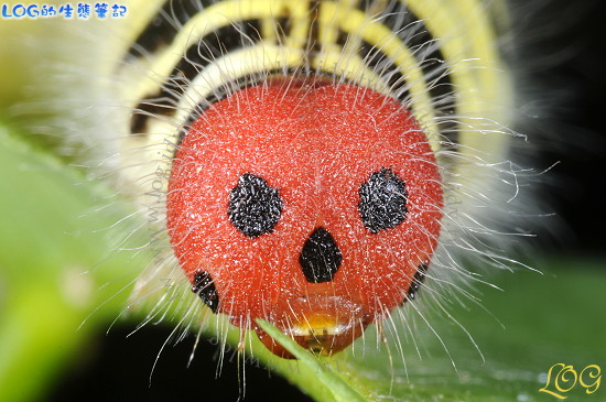 «ö¦¹¦b·sµøµ¡ÂsÄý¹Ï¤ù