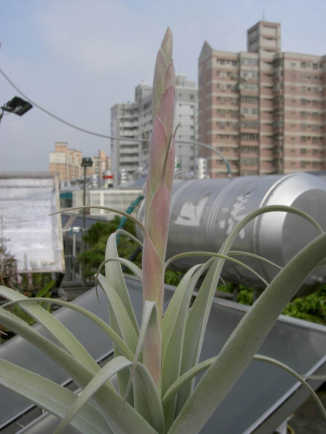 按此在新視窗瀏覽圖片