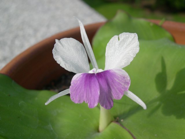 «ö¦¹¦b·sµøµ¡ÂsÄý¹Ï¤ù