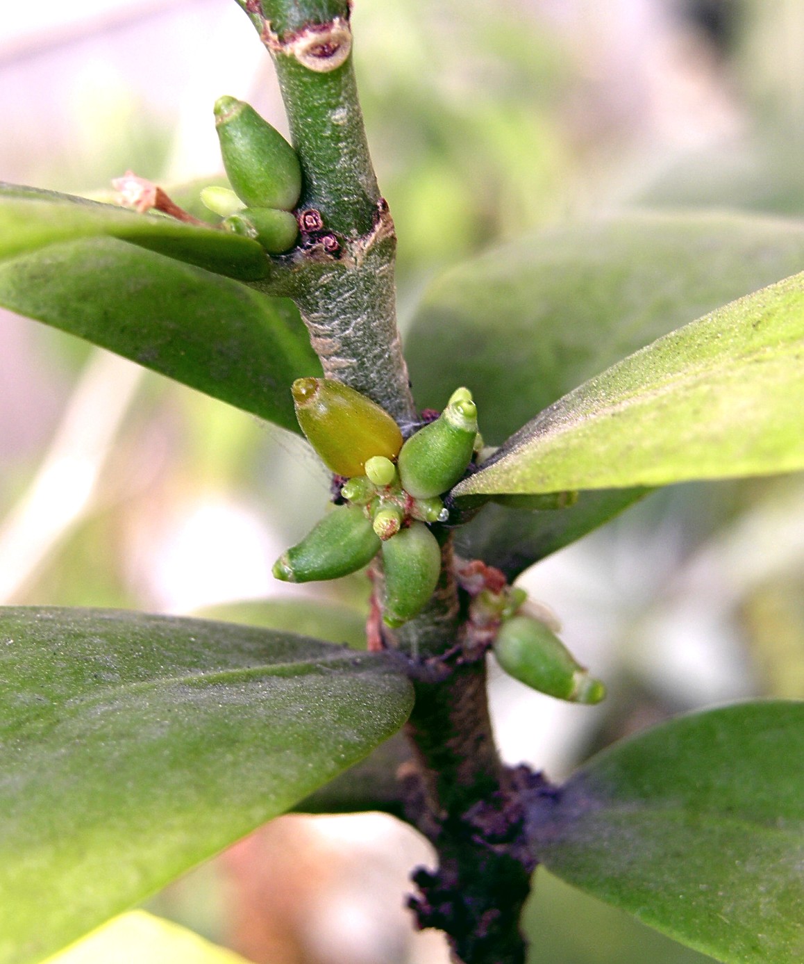 按此在新視窗瀏覽圖片