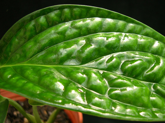 «ö¦¹¦b·sµøµ¡ÂsÄý¹Ï¤ù