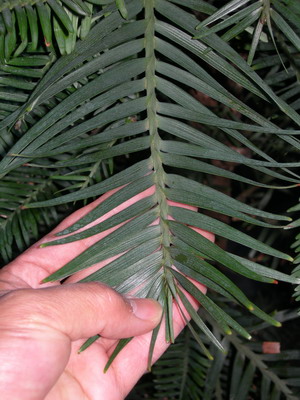 «ö¦¹¦b·sµøµ¡ÂsÄý¹Ï¤ù