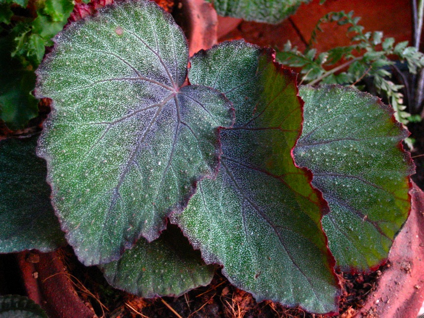 «ö¦¹¦b·sµøµ¡ÂsÄý¹Ï¤ù