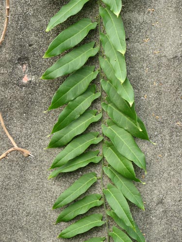 «ö¦¹¦b·sµøµ¡ÂsÄý¹Ï¤ù