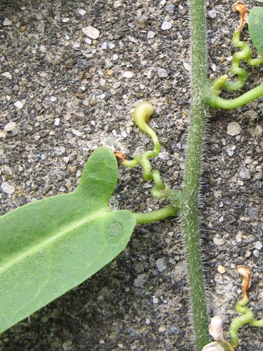 «ö¦¹¦b·sµøµ¡ÂsÄý¹Ï¤ù