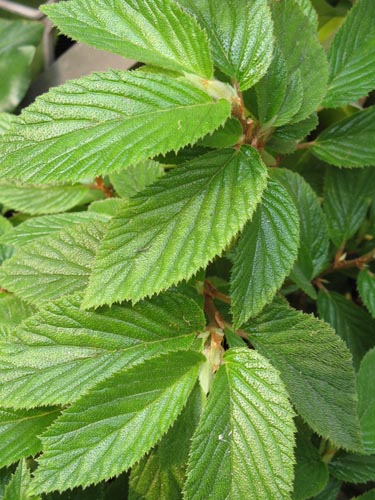 «ö¦¹¦b·sµøµ¡ÂsÄý¹Ï¤ù