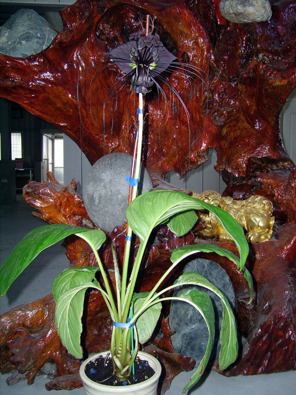 «ö¦¹¦b·sµøµ¡ÂsÄý¹Ï¤ù