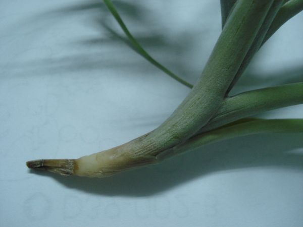 «ö¦¹¦b·sµøµ¡ÂsÄý¹Ï¤ù