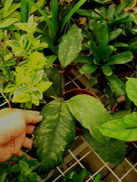 «ö¦¹¦b·sµøµ¡ÂsÄý¹Ï¤ù