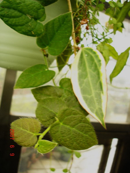 «ö¦¹¦b·sµøµ¡ÂsÄý¹Ï¤ù