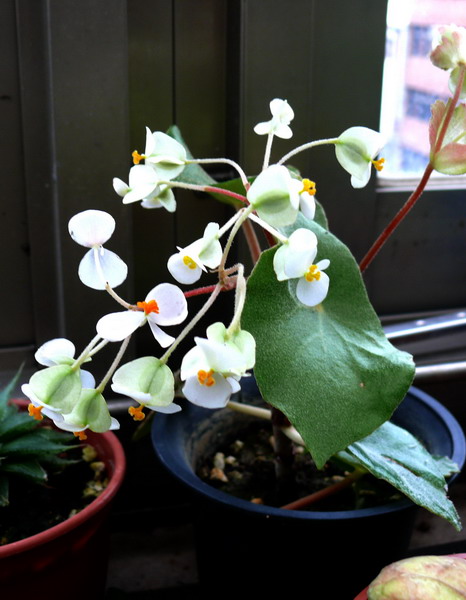 «ö¦¹¦b·sµøµ¡ÂsÄý¹Ï¤ù