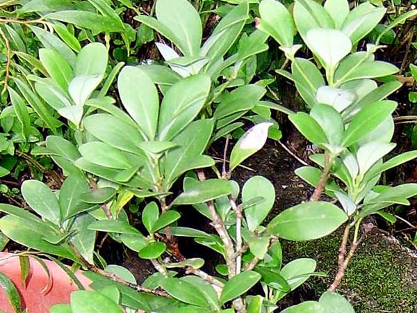 «ö¦¹¦b·sµøµ¡ÂsÄý¹Ï¤ù