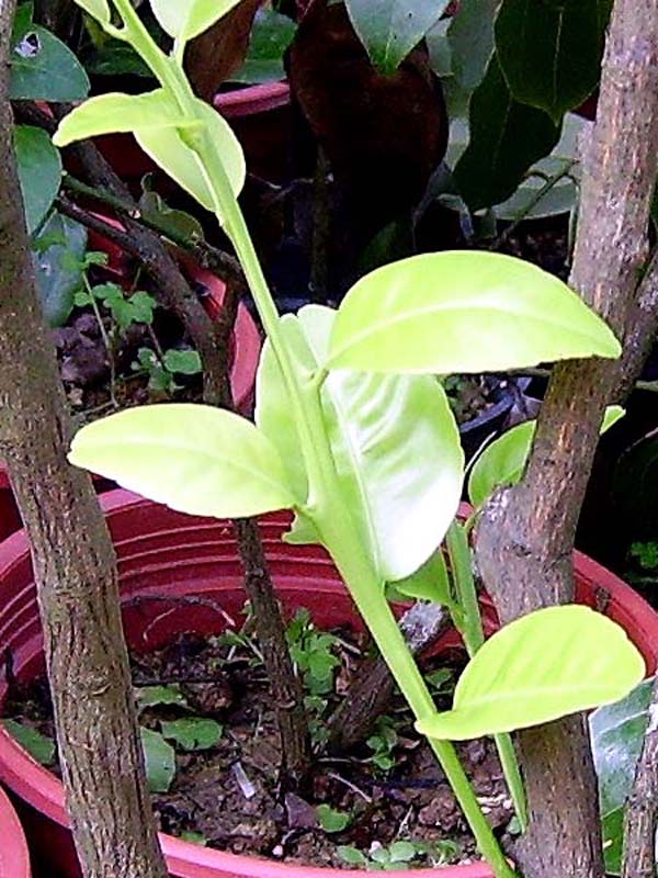 «ö¦¹¦b·sµøµ¡ÂsÄý¹Ï¤ù