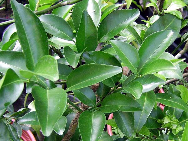 «ö¦¹¦b·sµøµ¡ÂsÄý¹Ï¤ù