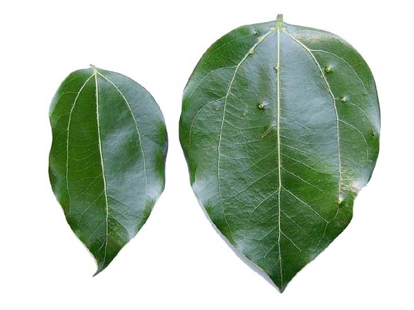 «ö¦¹¦b·sµøµ¡ÂsÄý¹Ï¤ù