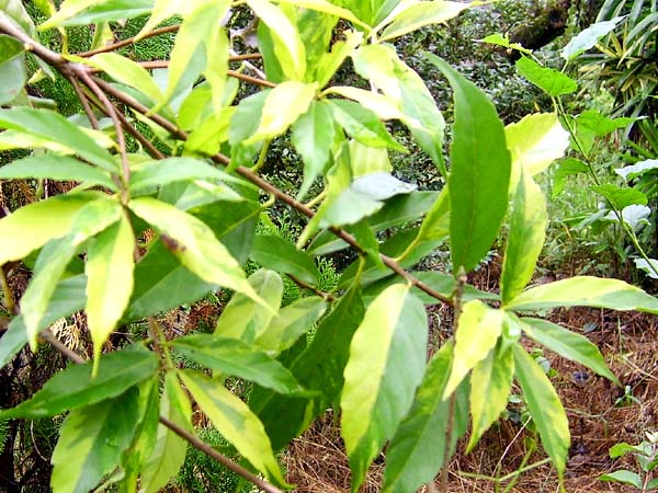 «ö¦¹¦b·sµøµ¡ÂsÄý¹Ï¤ù