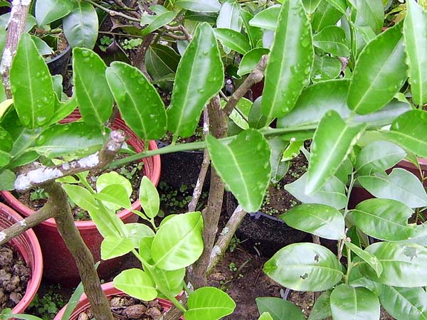 «ö¦¹¦b·sµøµ¡ÂsÄý¹Ï¤ù