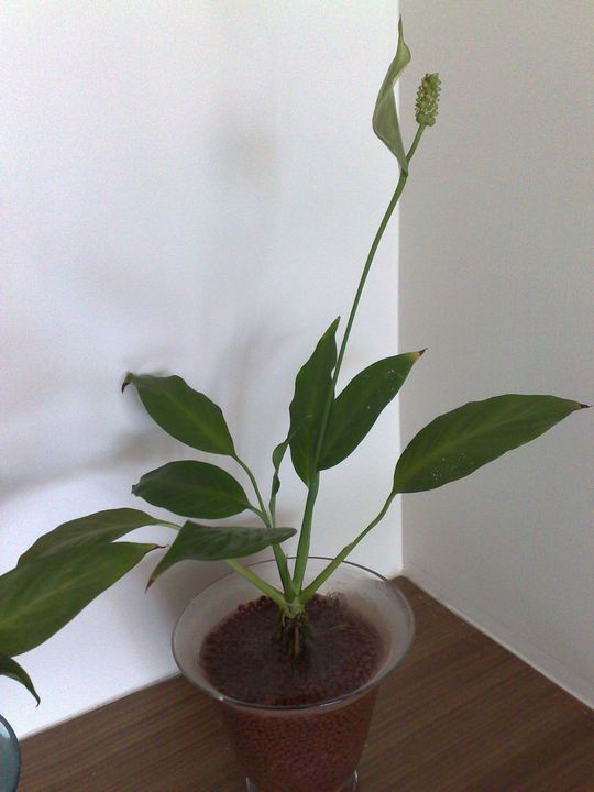 «ö¦¹¦b·sµøµ¡ÂsÄý¹Ï¤ù