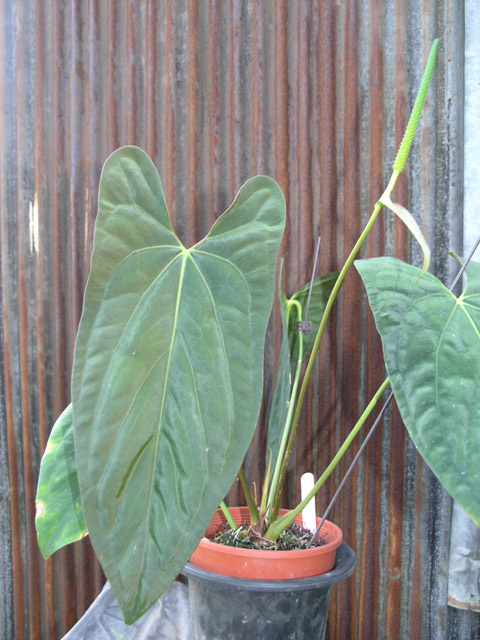 «ö¦¹¦b·sµøµ¡ÂsÄý¹Ï¤ù