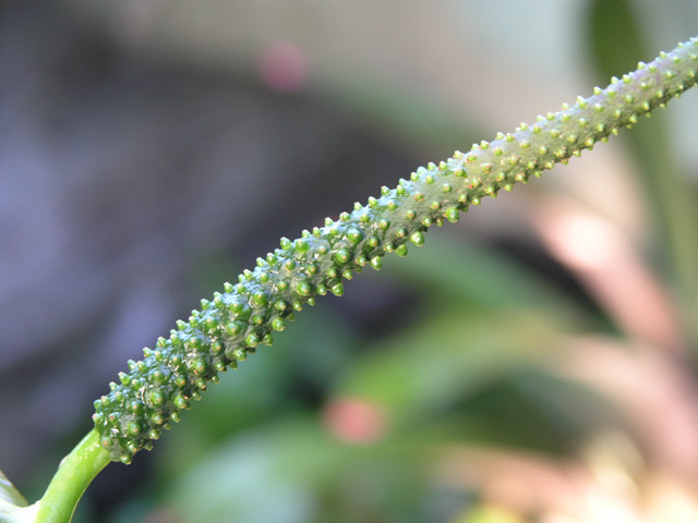 «ö¦¹¦b·sµøµ¡ÂsÄý¹Ï¤ù