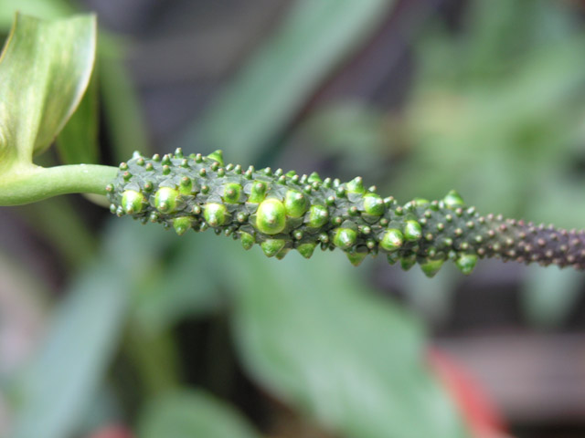 «ö¦¹¦b·sµøµ¡ÂsÄý¹Ï¤ù