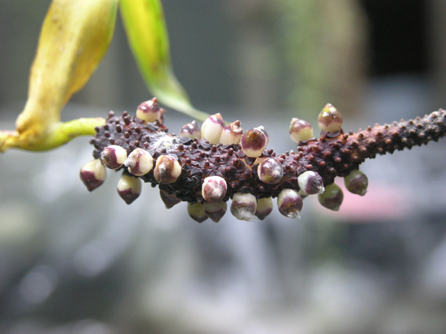 «ö¦¹¦b·sµøµ¡ÂsÄý¹Ï¤ù