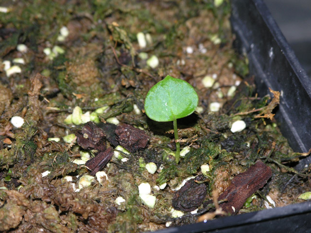 «ö¦¹¦b·sµøµ¡ÂsÄý¹Ï¤ù