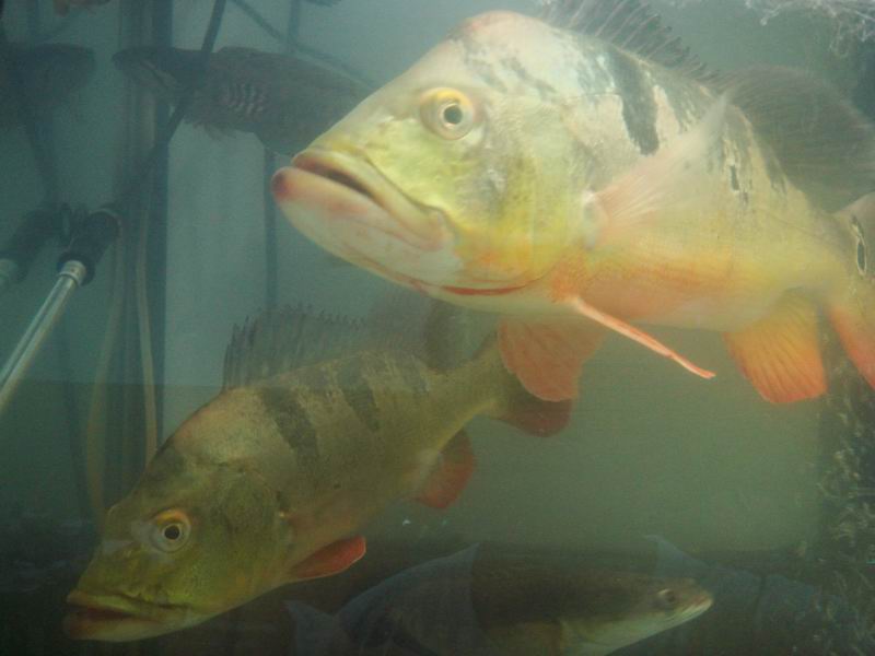 «ö¦¹¦b·sµøµ¡ÂsÄý¹Ï¤ù