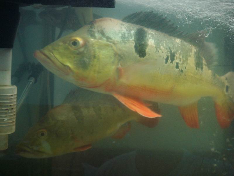 «ö¦¹¦b·sµøµ¡ÂsÄý¹Ï¤ù