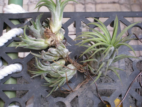 «ö¦¹¦b·sµøµ¡ÂsÄý¹Ï¤ù