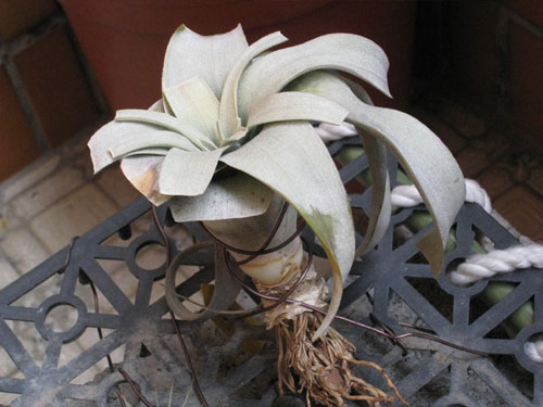 «ö¦¹¦b·sµøµ¡ÂsÄý¹Ï¤ù