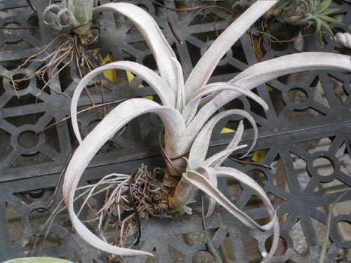 «ö¦¹¦b·sµøµ¡ÂsÄý¹Ï¤ù