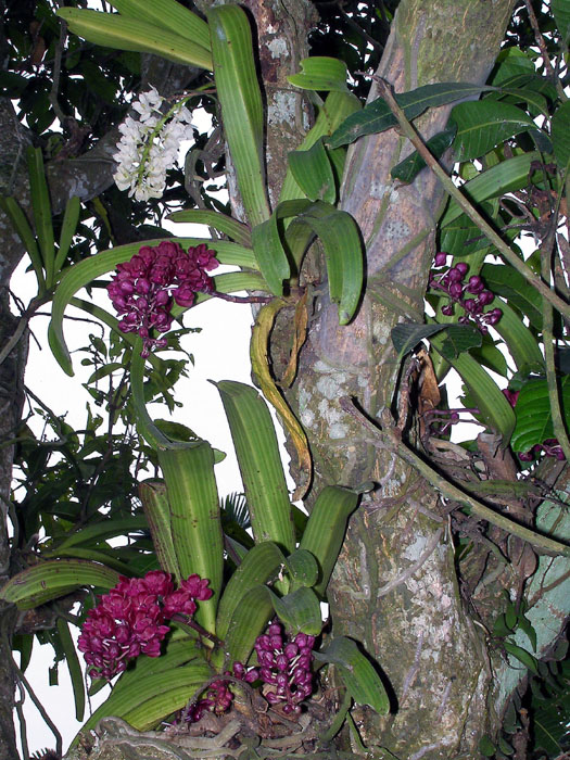 «ö¦¹¦b·sµøµ¡ÂsÄý¹Ï¤ù