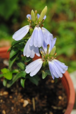 «ö¦¹¦b·sµøµ¡ÂsÄý¹Ï¤ù