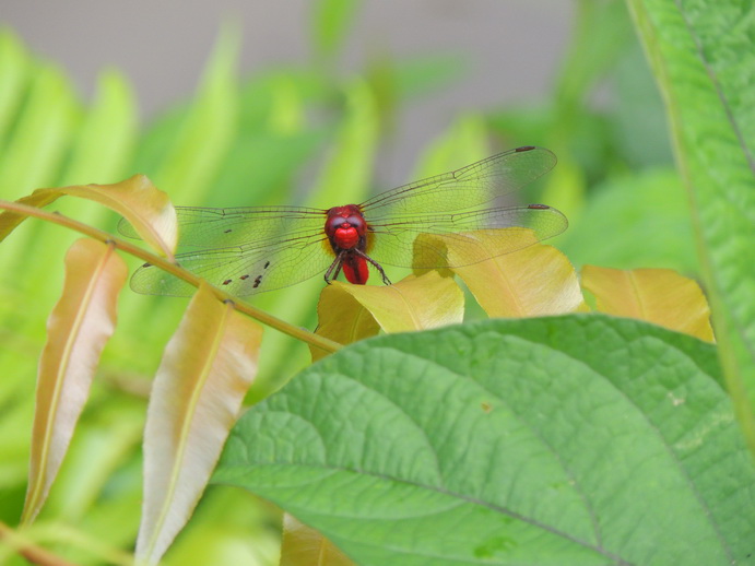 按此在新視窗瀏覽圖片