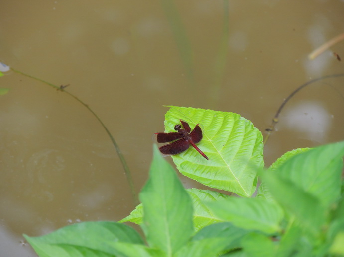 按此在新視窗瀏覽圖片