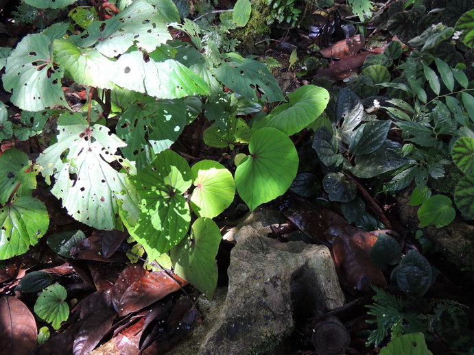 按此在新視窗瀏覽圖片